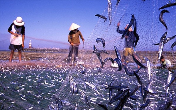 Thuyết minh về cá cơm sản xuất nước mắm Phú Quốc 3 Thuyet-minh-ve-phu-quoc-3