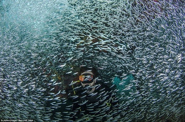 Thuyết minh về cá cơm sản xuất nước mắm Phú Quốc 1 Thuyet-minh-ve-phu-quoc-1